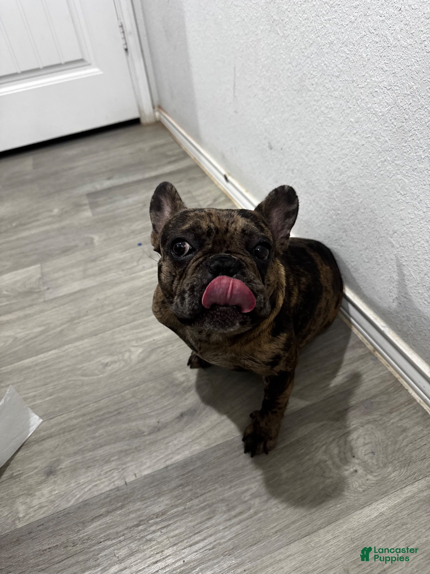 French Bulldog dogs for stud: Rubble - Ad 1