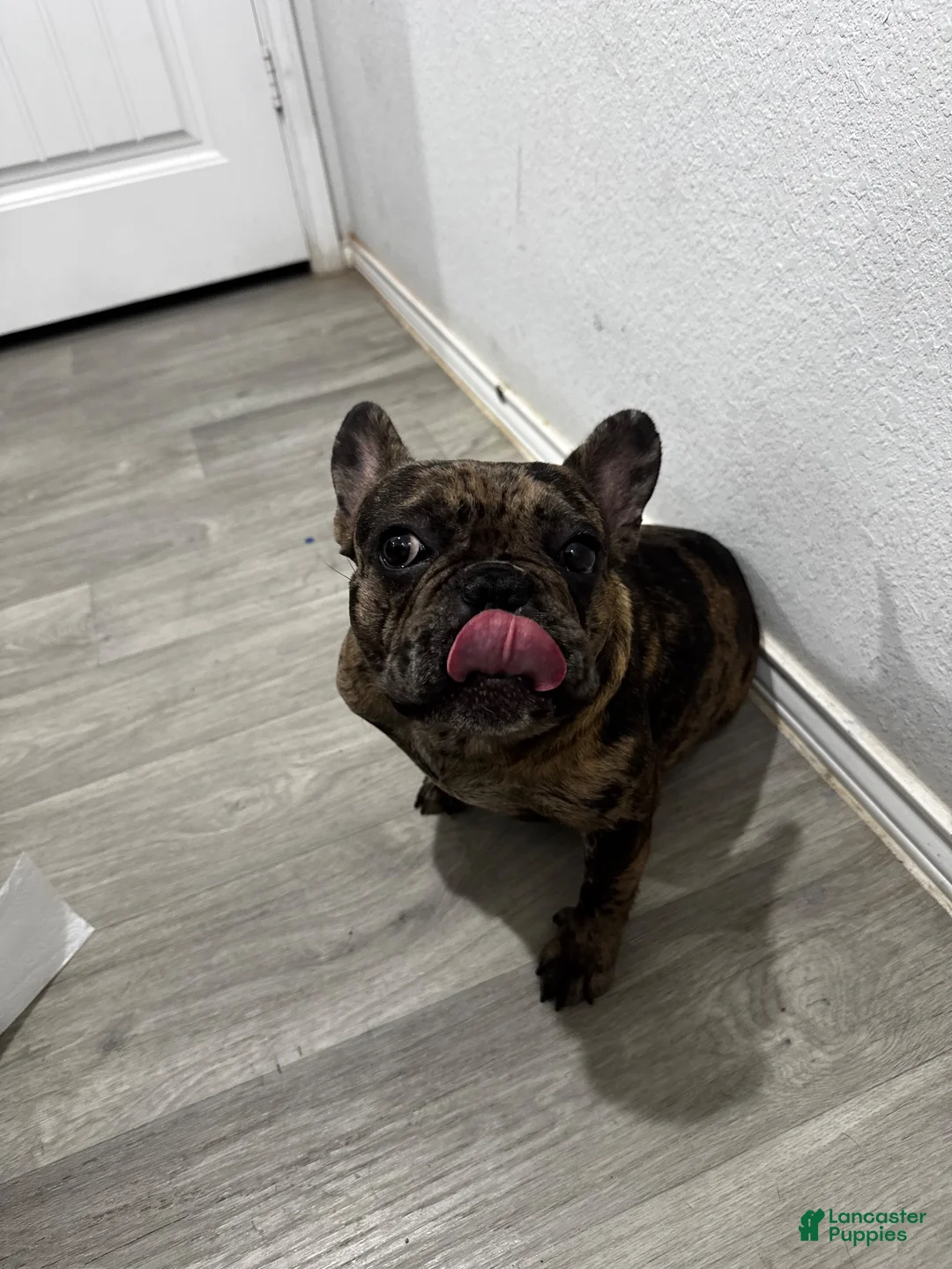 French Bulldog dogs for stud: Rubble - Ad 1