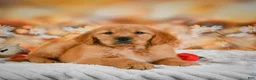 Golden Retriever dogs for sale: Honey - Ad 8