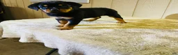 Rottweiler dogs for sale: Rottweiler 5 - Ad 15