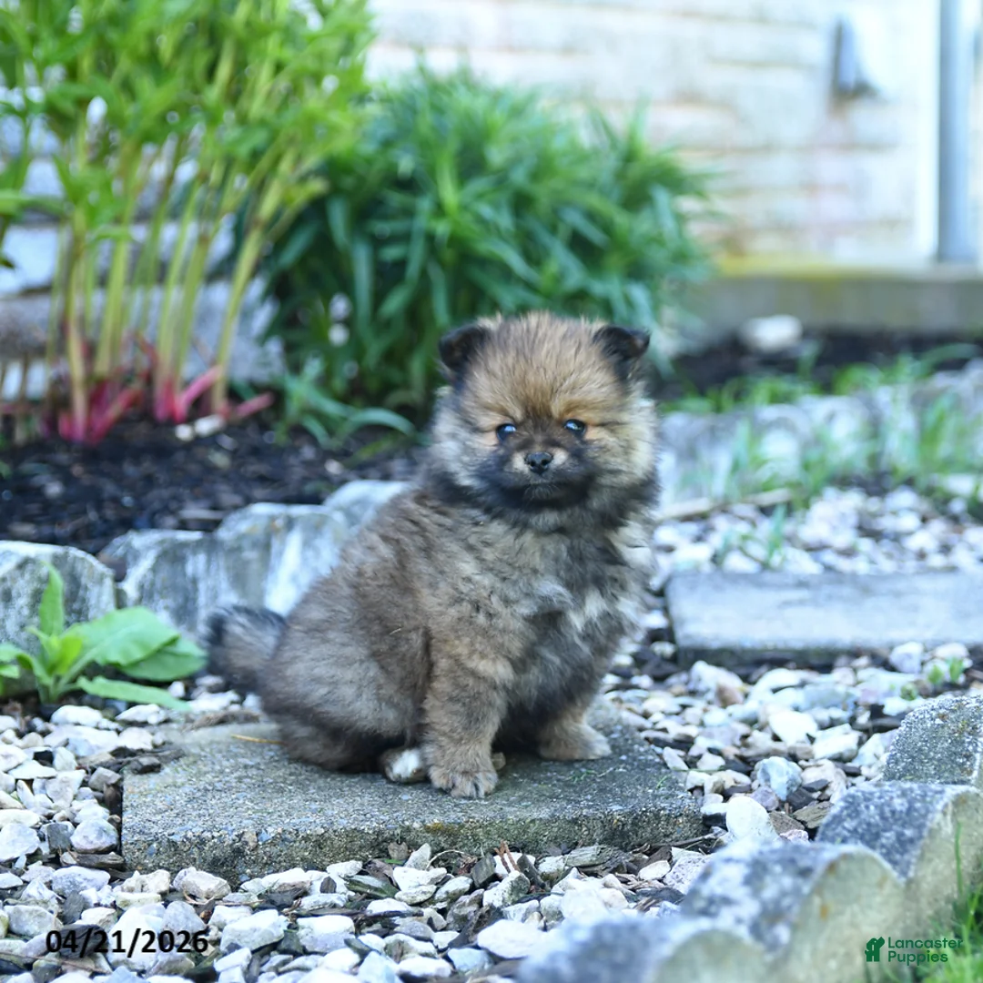 Pomeranian dogs for sale: Buster - Ad 3