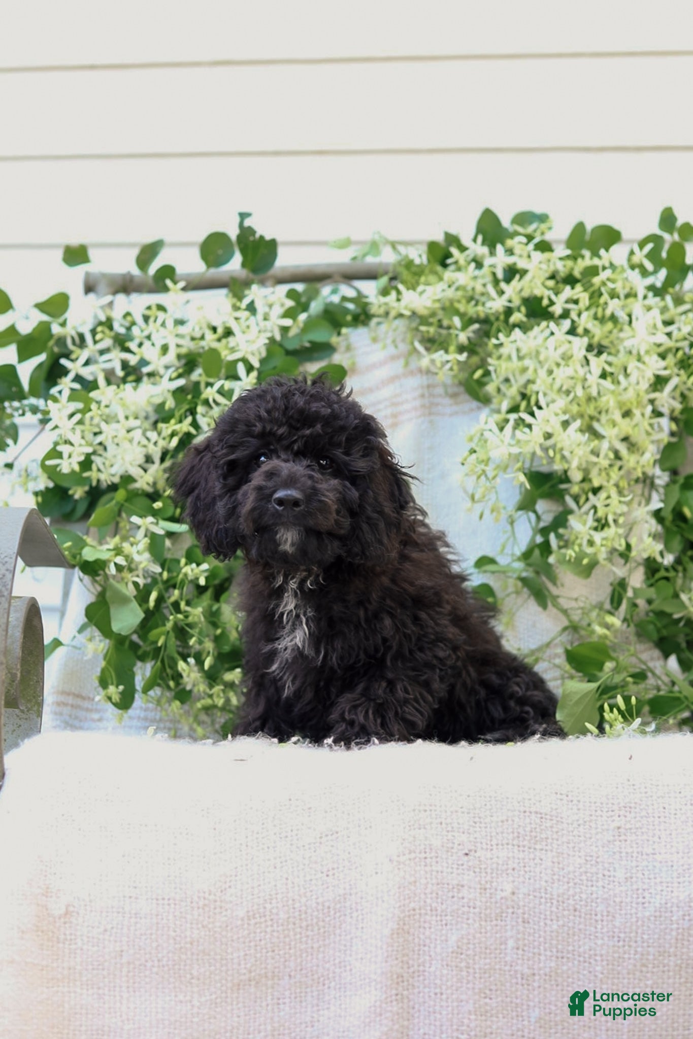 Cavapoo dogs Kenny - Ad 2