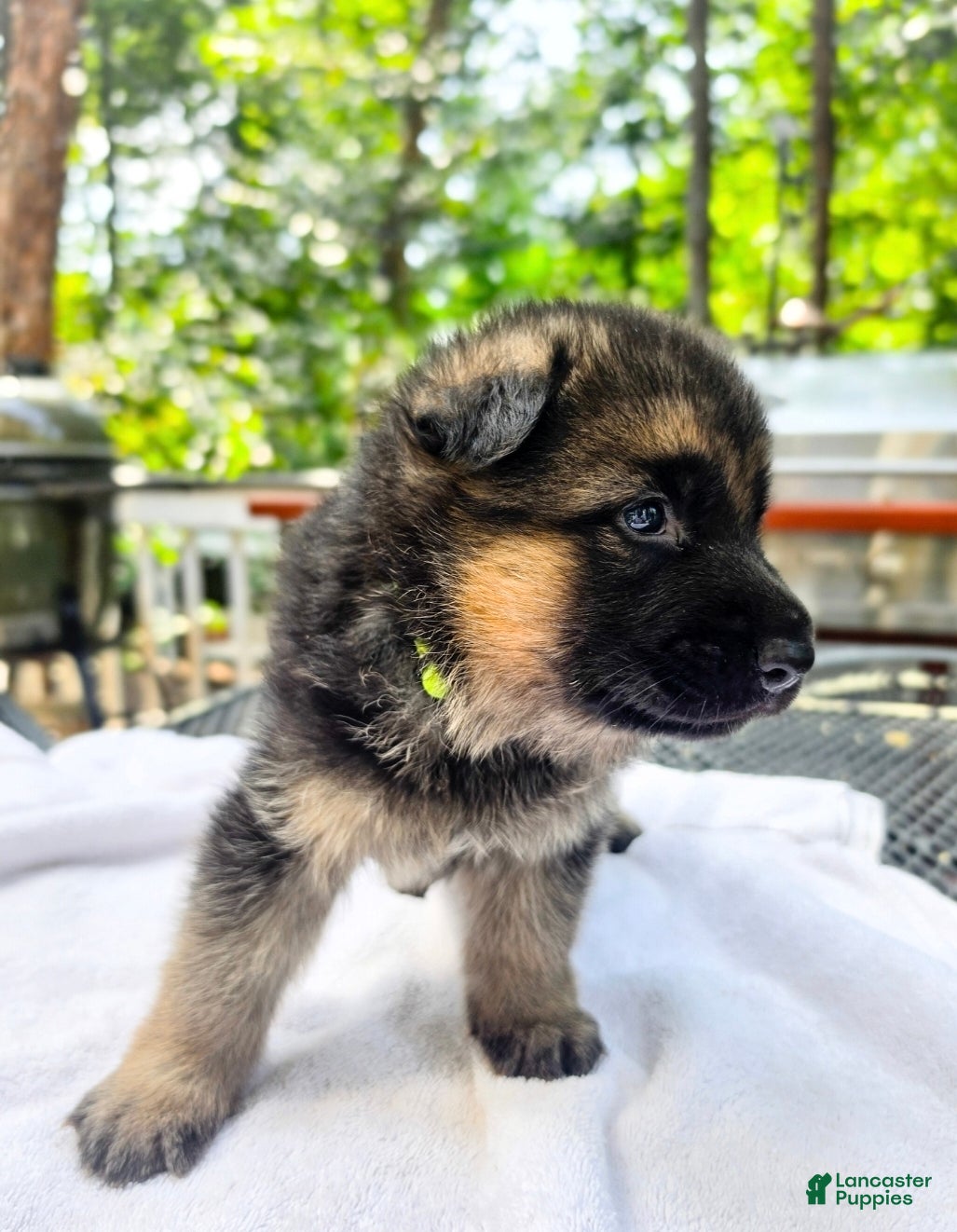 German Shepherd dogs for sale: German Shepherd 1 - Ad 4