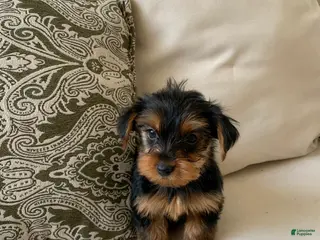 Yorkshire Terrier dogs Ace - Ad 10