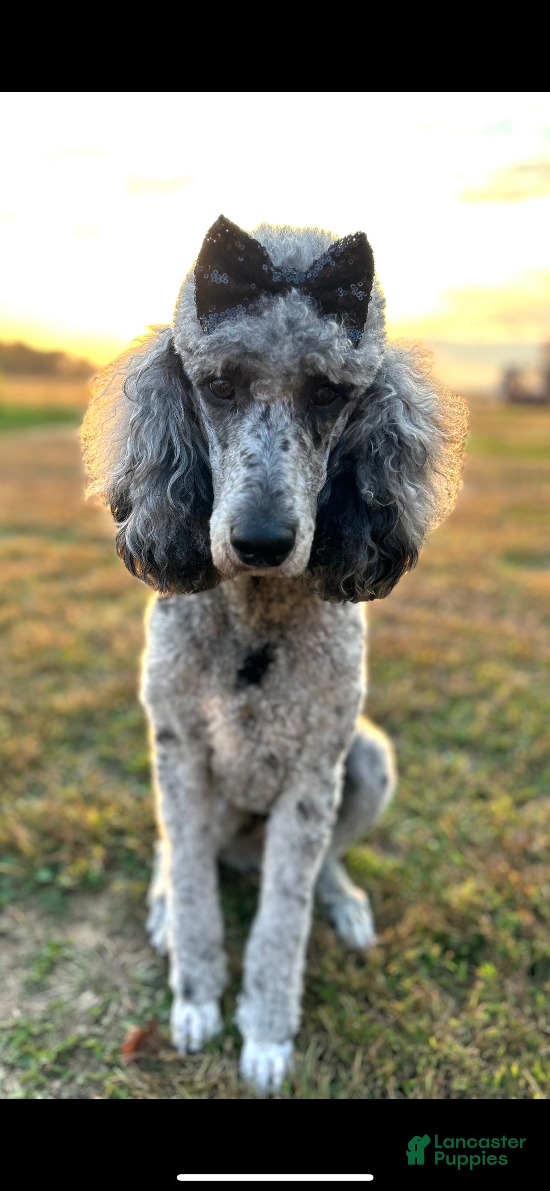 Standard Poodle dogs for sale: Standard Poodle Puppy 1 Richard  - Ad 7