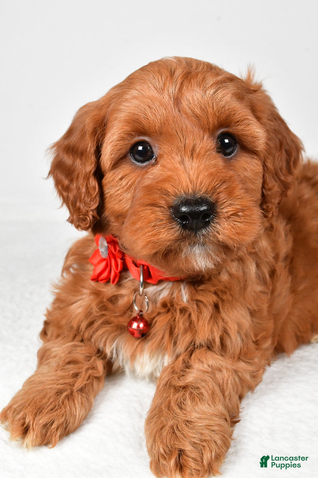 Cavapoo dogs for sale: Tyler - Ad 4
