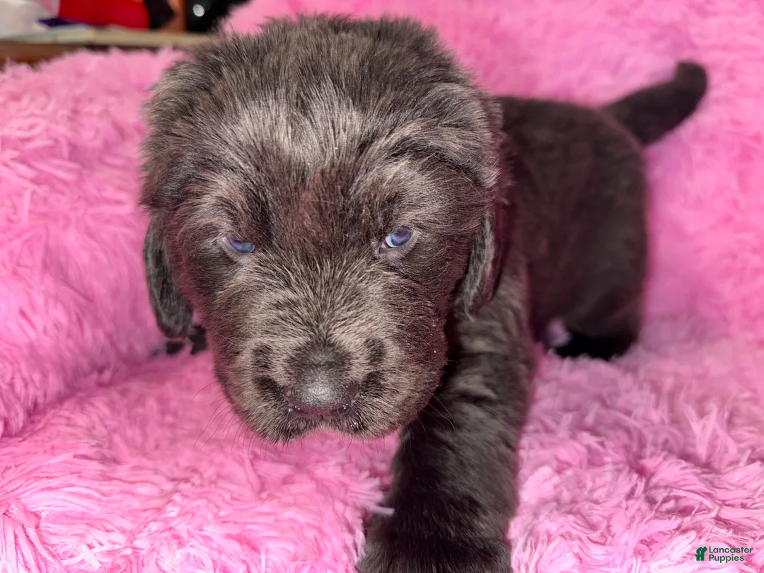 Newfoundland dogs for sale: Beige female - Ad 7