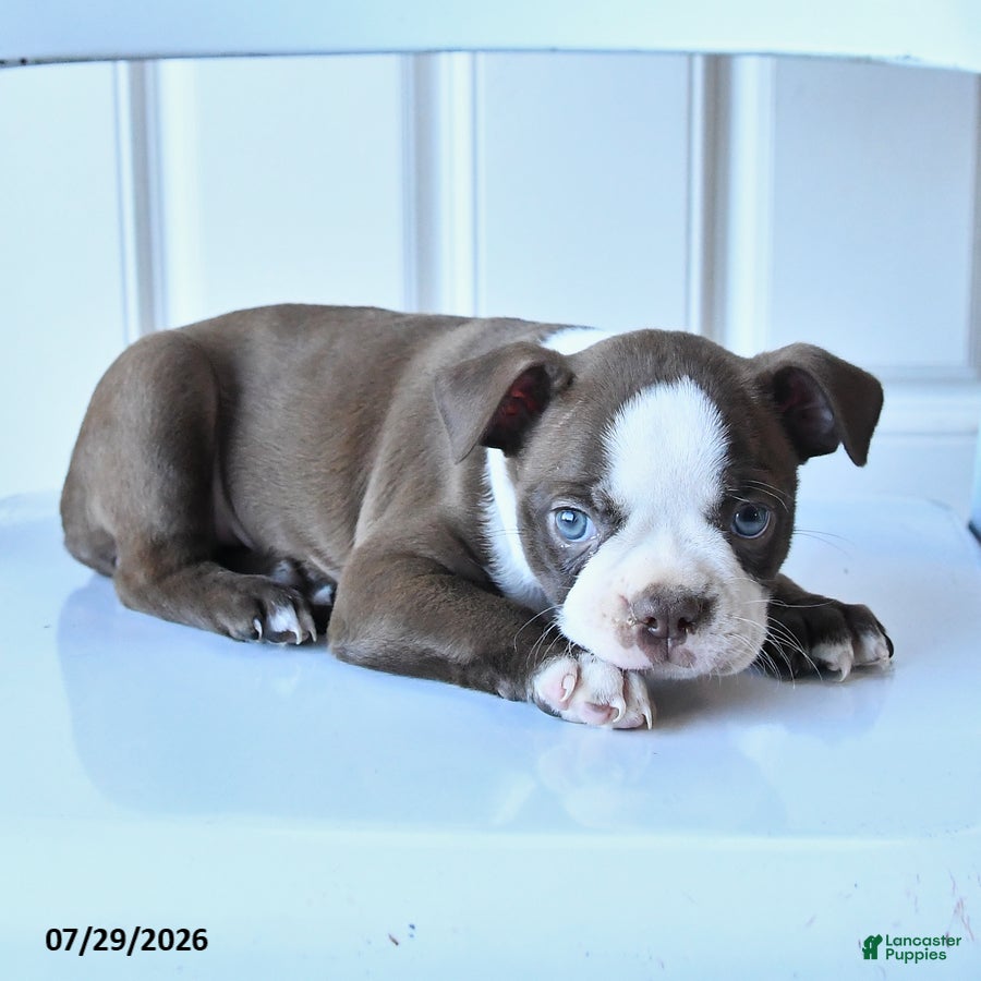 Boston Terrier dogs Sally - Ad 2