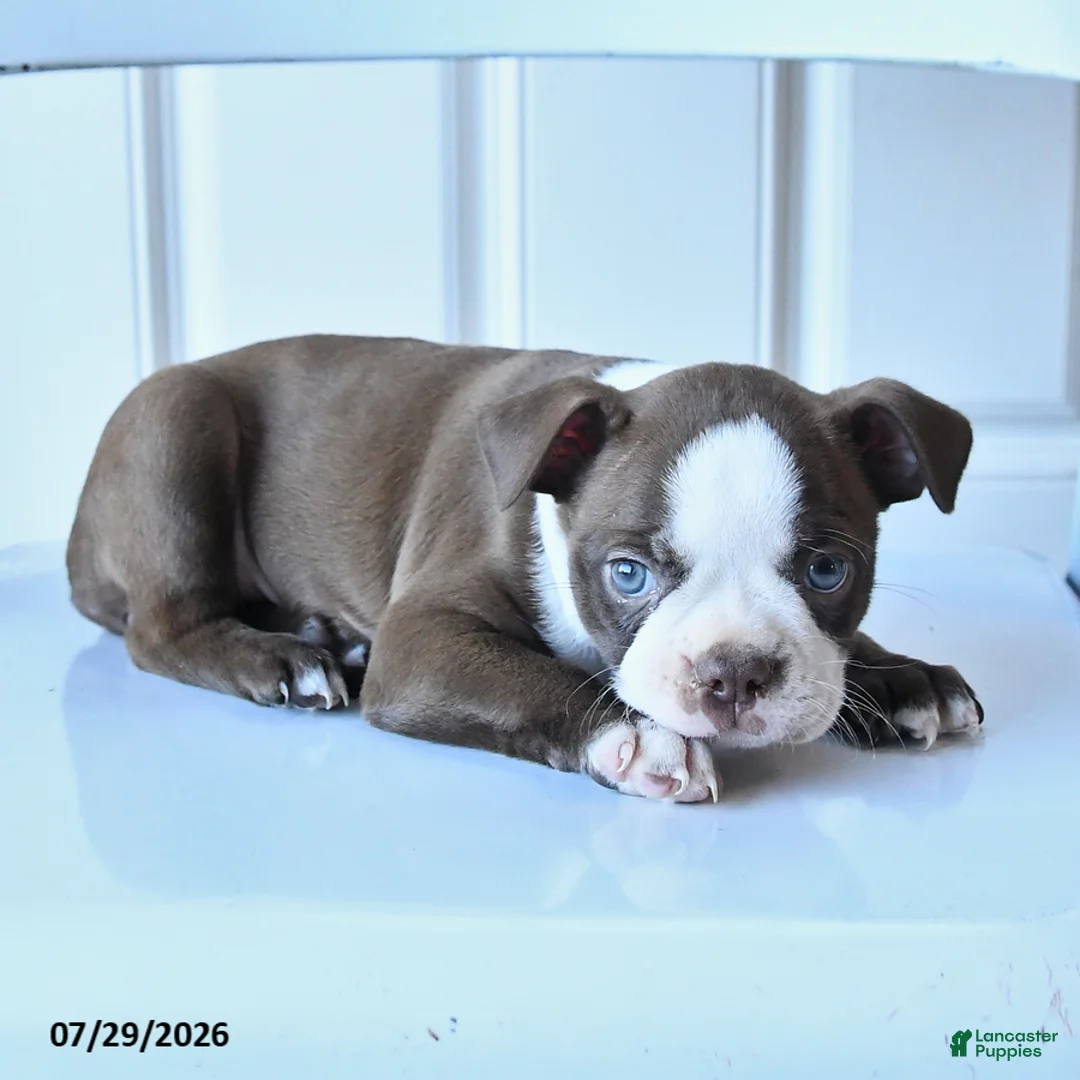 Boston Terrier dogs for sale: Sally - Ad 2