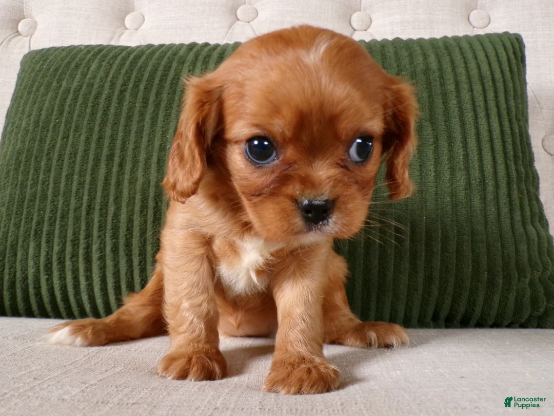 Cavalier King Charles Spaniel dogs for sale: Queenie - Ad 1