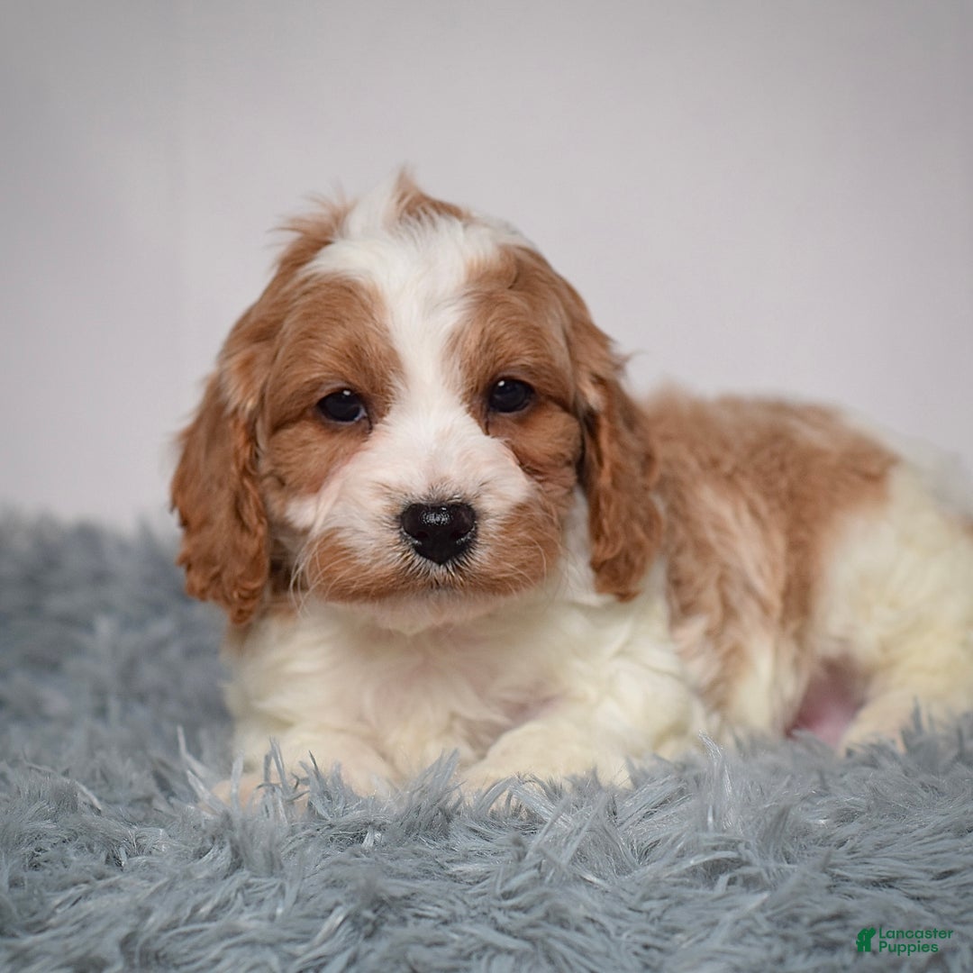 Cavapoo dogs for sale: Mr. Luigi - Ad 5