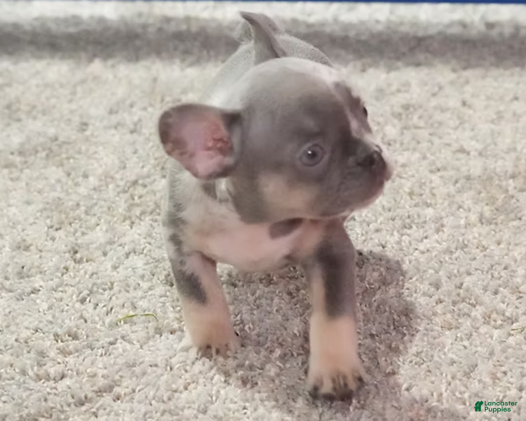 French Bulldog dogs for sale: Rosco - Ad 3