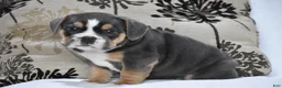 Beabull dogs for sale: Gizmo - Ad 5