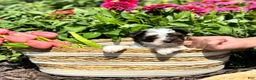 Biewer Terrier dogs for sale: Biewer Terrier 2 - Ad 4