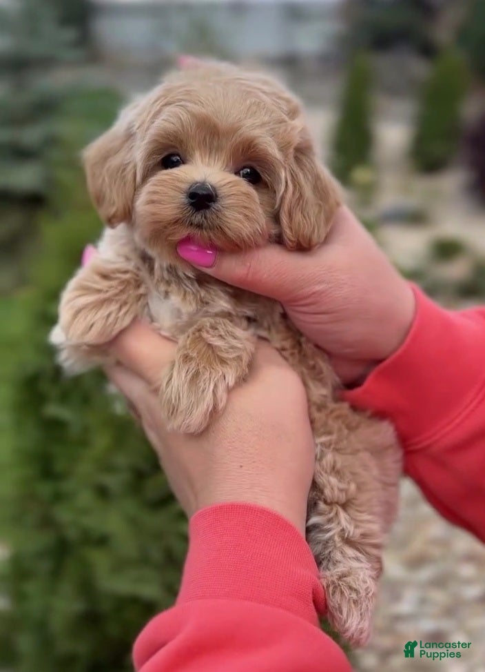 Maltipoo dogs Benjamin - Ad 9