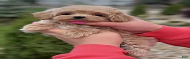 Benjamin
