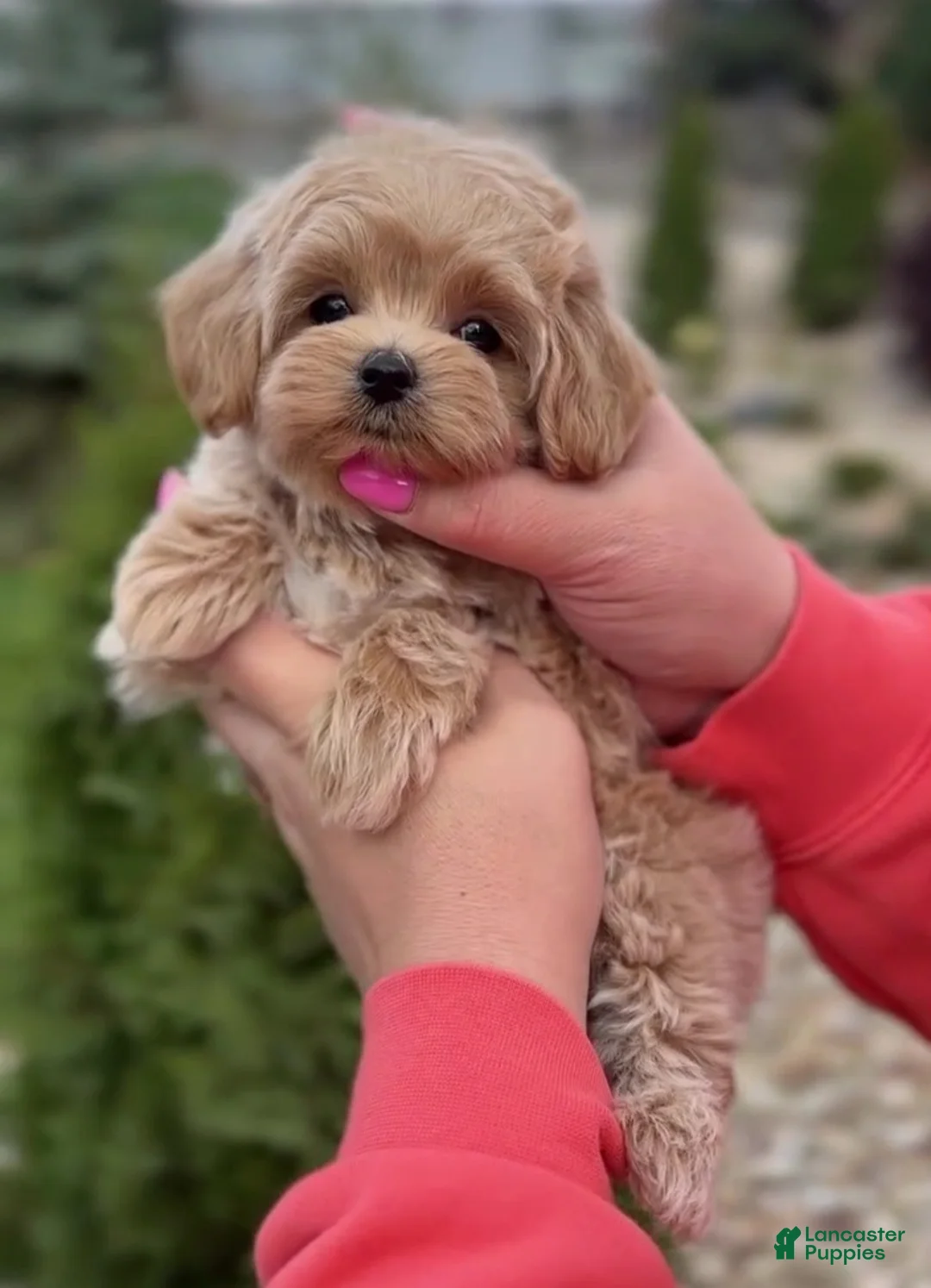 Maltipoo dogs for sale: Benjamin - Ad 1