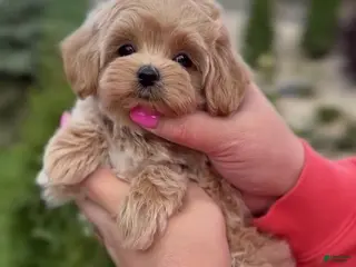 Maltipoo dogs Benjamin - Ad 42