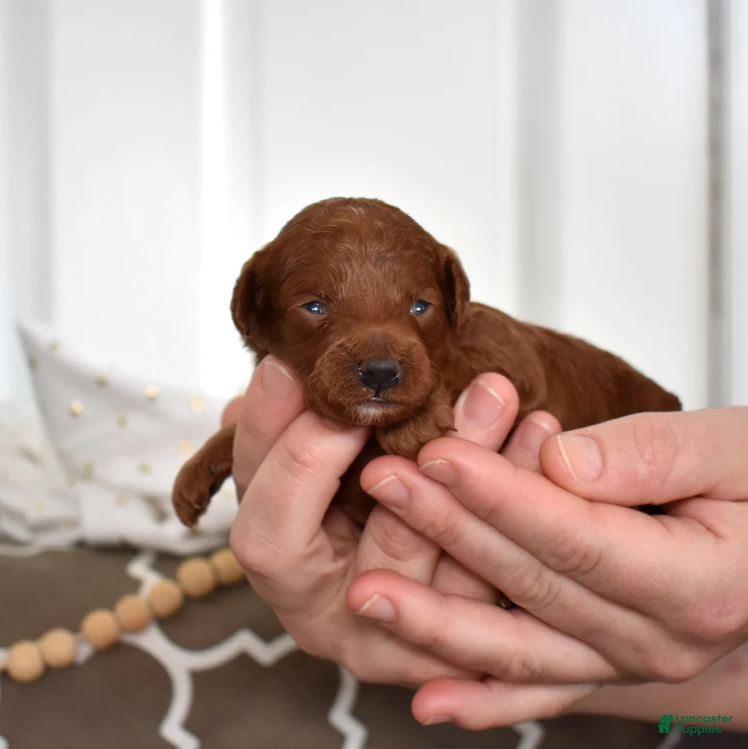 Toy Poodle dogs for sale: Cassie  - Ad 5