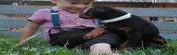 Doberman Pinscher dogs for sale: Doberman Pinscher 4 - Ad 3