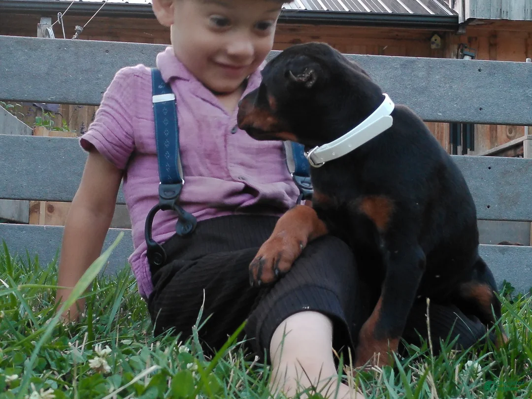 Doberman Pinscher dogs for sale: Doberman Pinscher 4 - Ad 3