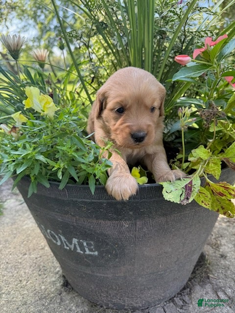 Golden Retriever dogs Max - Ad 21