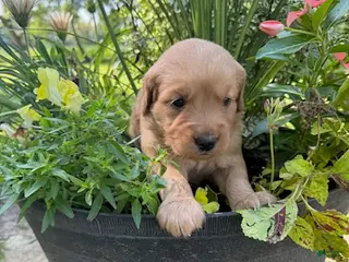 Golden Retriever dogs Max - Ad 21