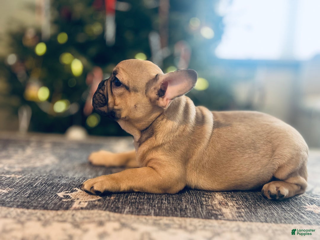 French Bulldog dogs for sale: Duck - Ad 4