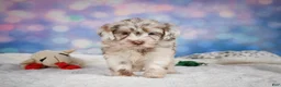 Mini Goldendoodle dogs for sale: Lucy - Ad 5