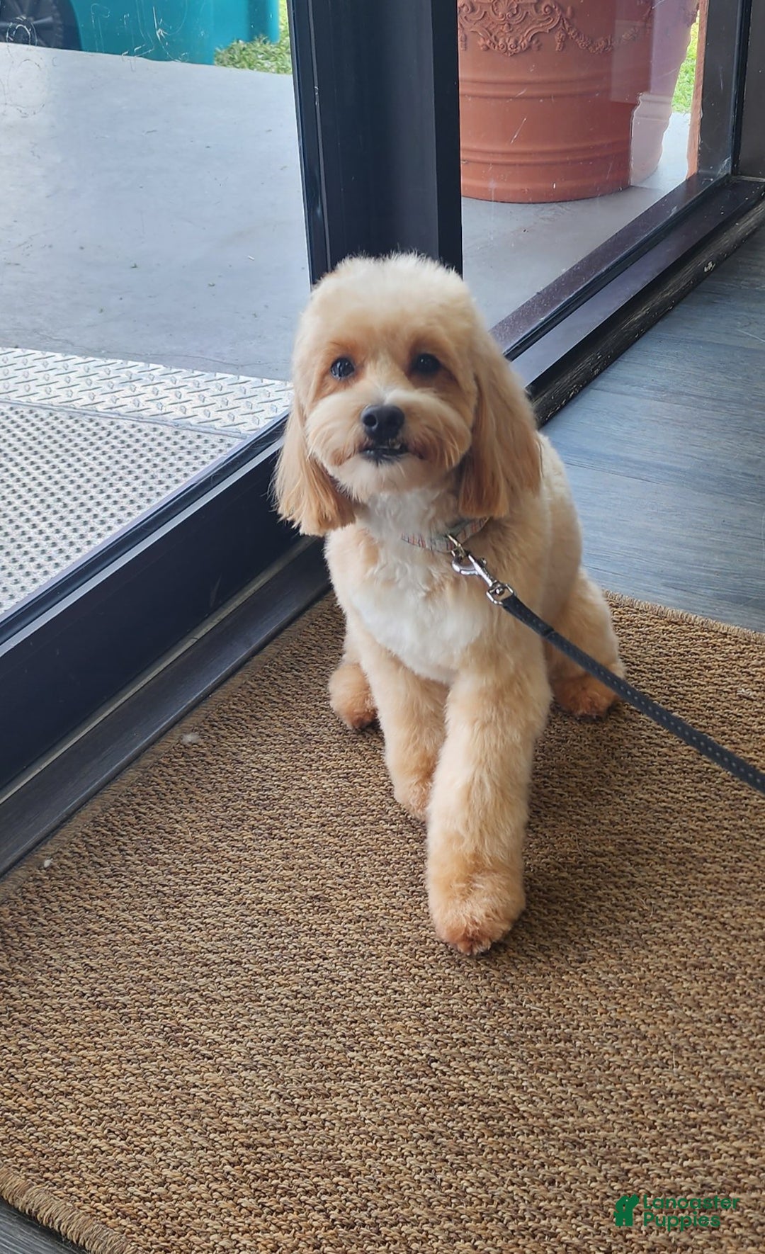 Maltipoo dogs for sale: Maltipoo Puppy 5 - Ad 4