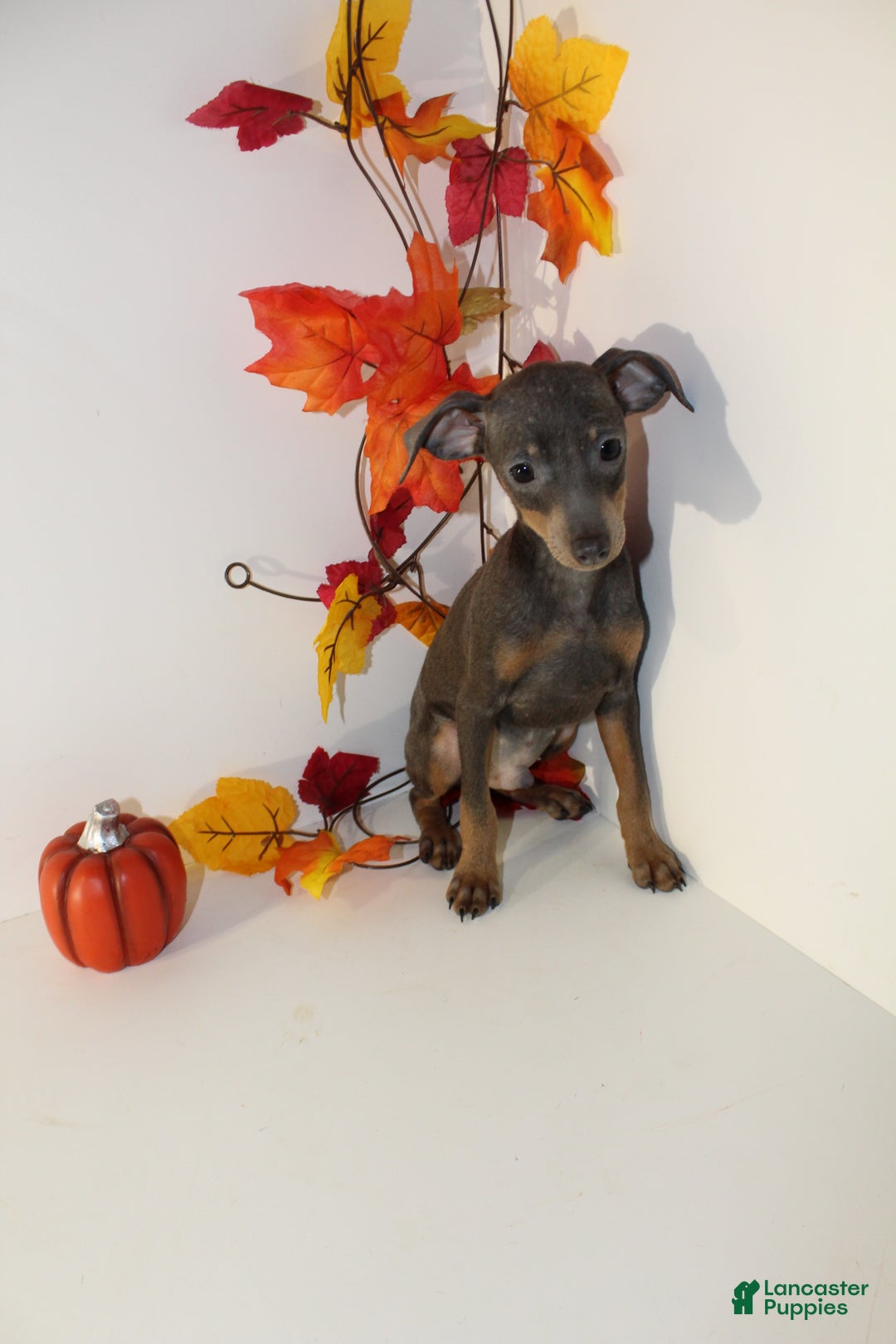 Miniature Pinscher dogs for sale: Remmy - Ad 2