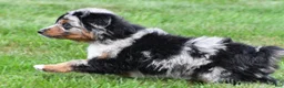 Miniature Australian Shepherd dogs for sale: Wilson - Ad 3