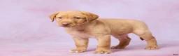 Labrador Retriever dogs for sale: Dallas - Ad 5