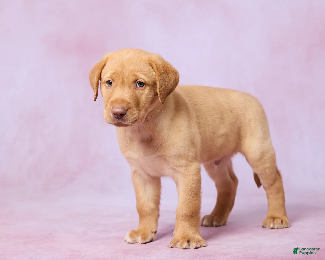 Labrador Retriever dogs for sale: Dallas - Ad 5
