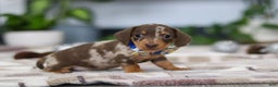 Miniature Dachshund dogs for sale: Rudolph - Ad 2