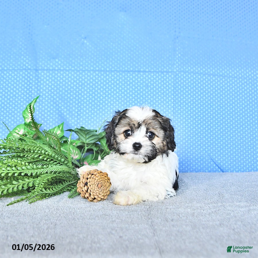 Cavapoo dogs Addie - Ad 13