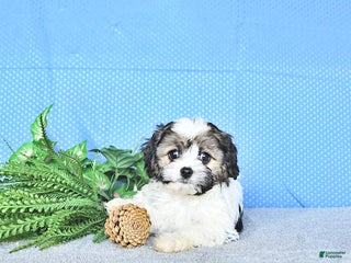 Cavapoo dogs Addie - Ad 13