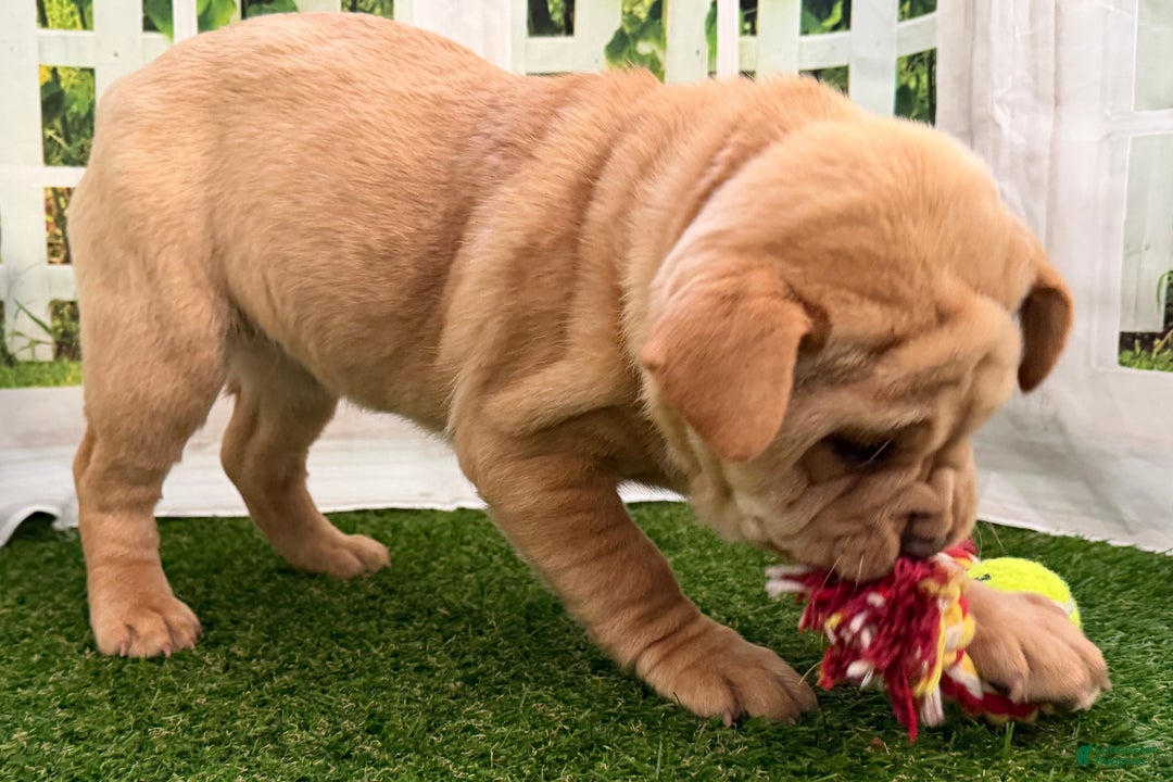 Mixed Breed dogs for sale: Mixed Breed Puppy 4 - Ad 8