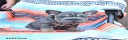 Mixed Breed dogs for sale: Charm  - Ad 4