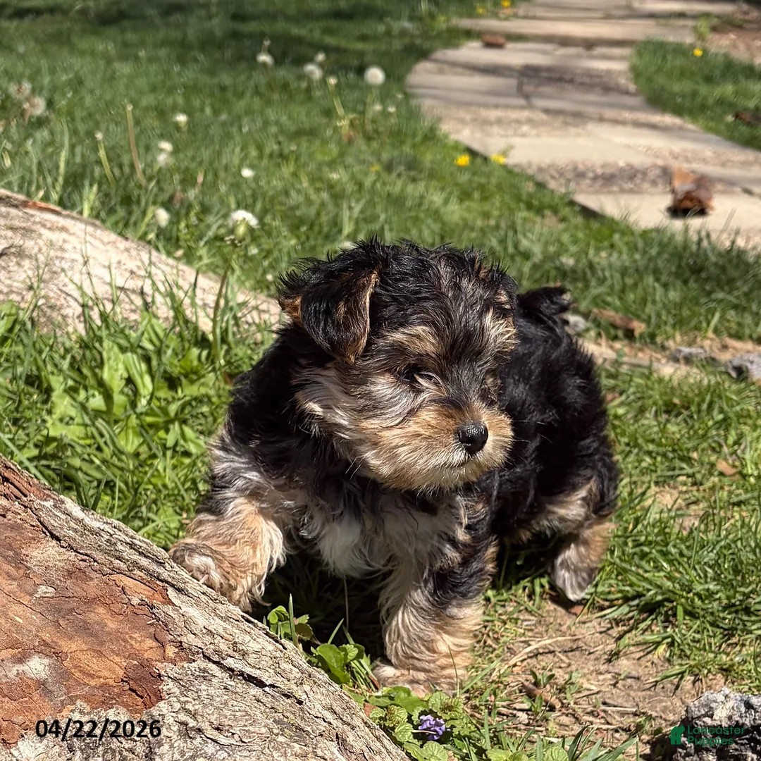 Yorkiepoo dogs for sale: Selena - Ad 5