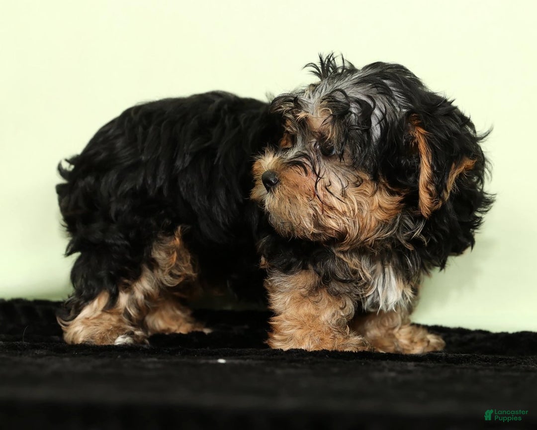 Yorkiepoo dogs for sale: Hayden - Ad 5
