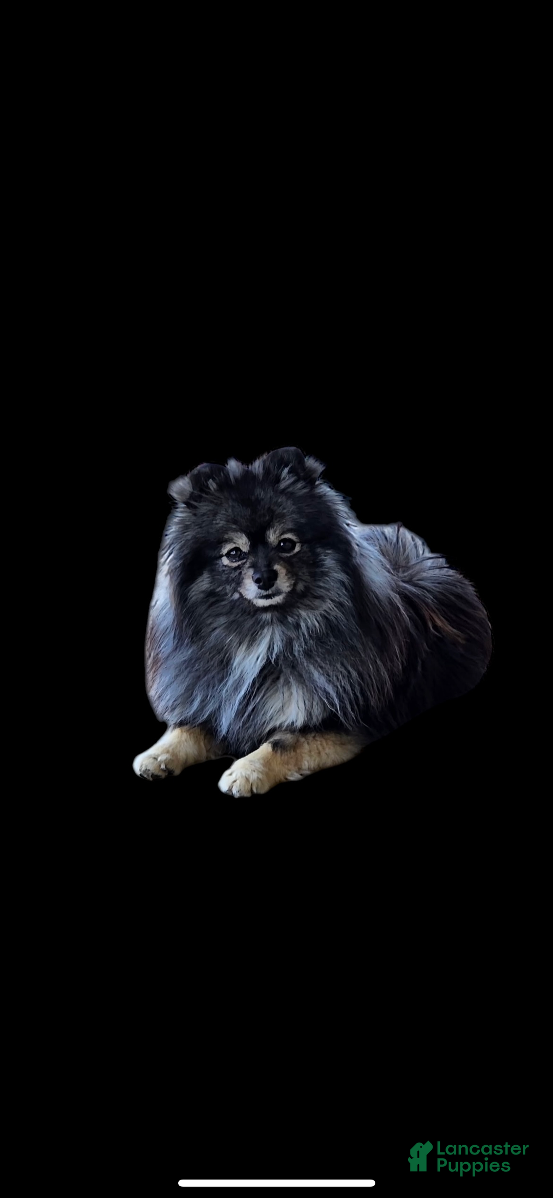 Pomeranian dogs for sale: Lynette AKC Registered full rights  - Ad 35