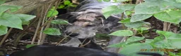 Great Dane dogs for sale: Great Dane 3 - Ad 3