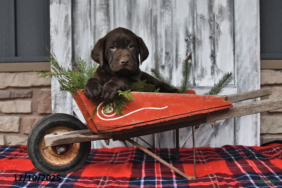 Labrador Retriever dogs for sale: Cody - Ad 2