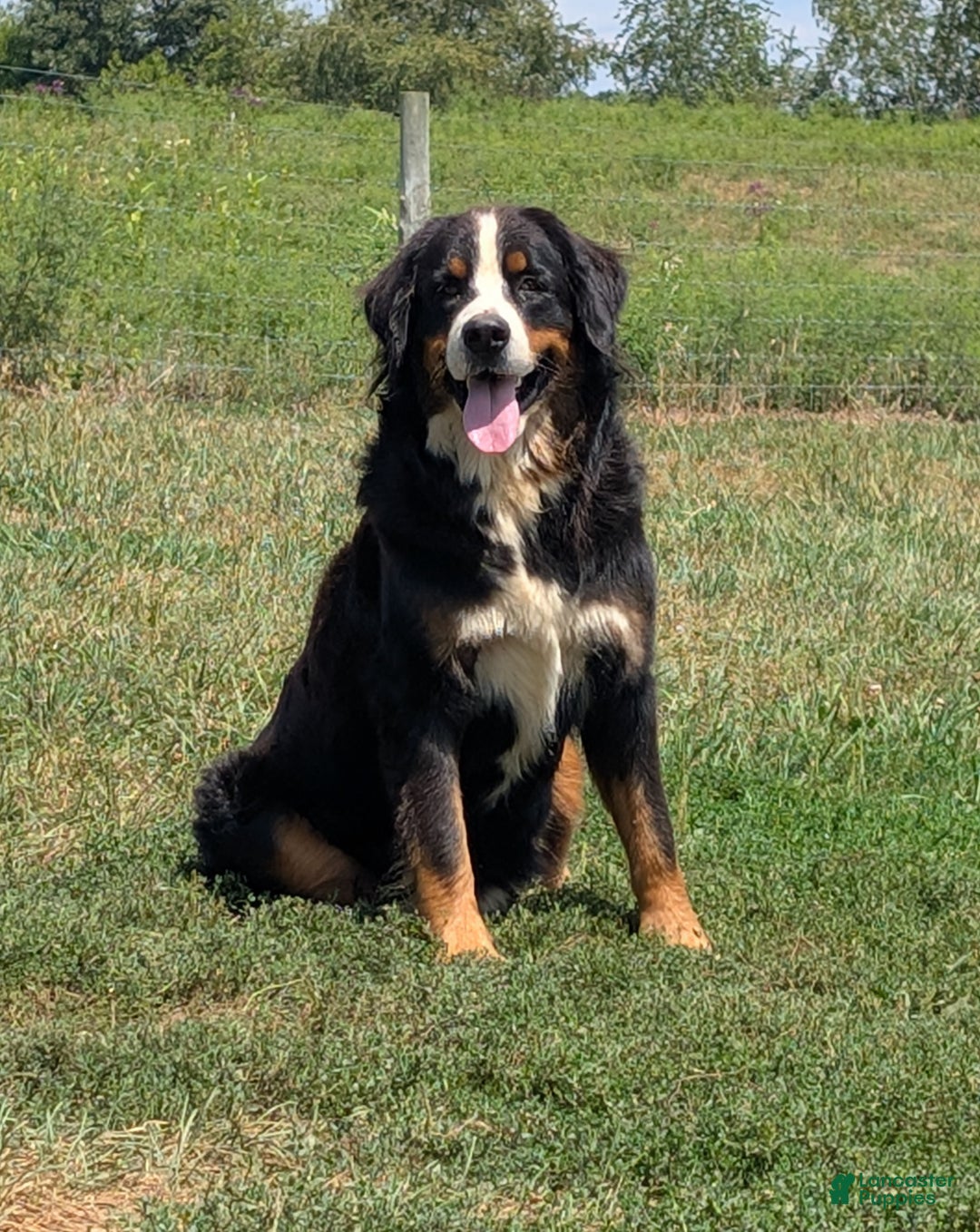 Mini Bernedoodle dogs for sale: Mini Baker  - Ad 12