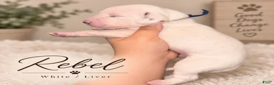 Dalmatian 3