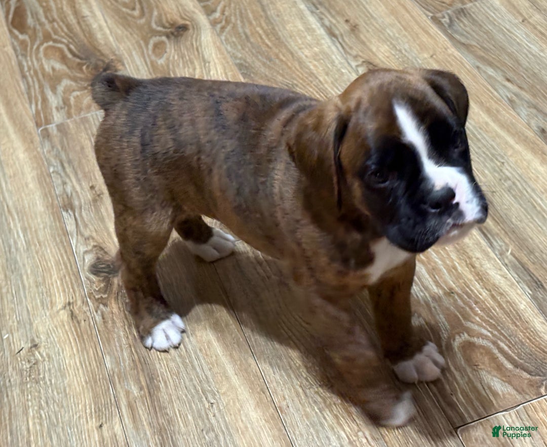 Boxer dogs for sale: Duke - Ad 2