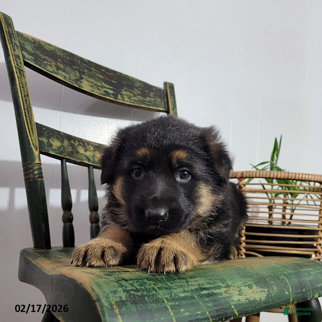 German Shepherd dogs for sale: Bella   - Ad 4