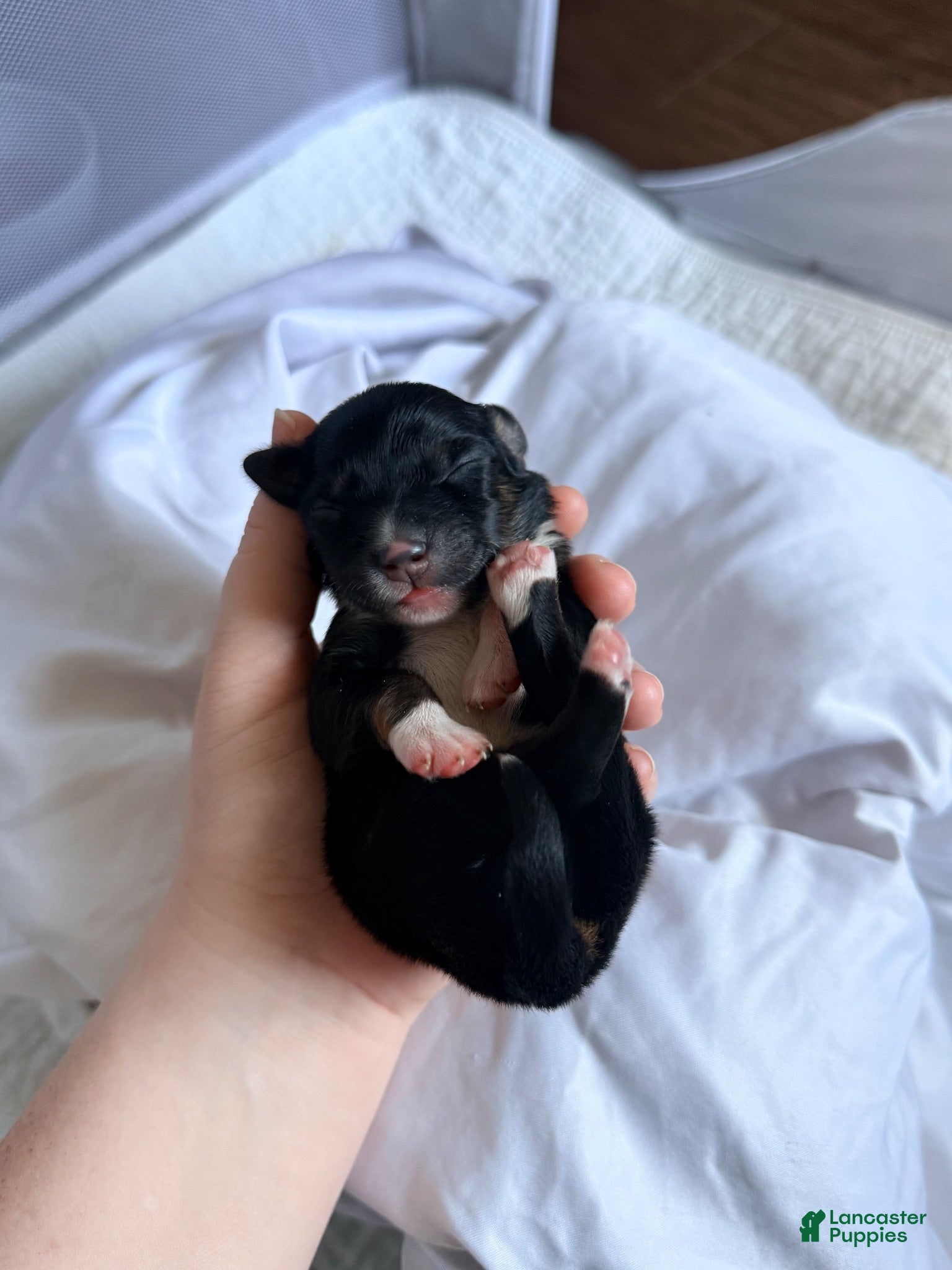 Miniature Australian Shepherd dogs Female - Feyre - Ad 13