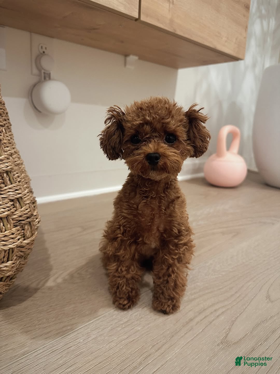 Toy Poodle dogs Meet Soso - Ad 34